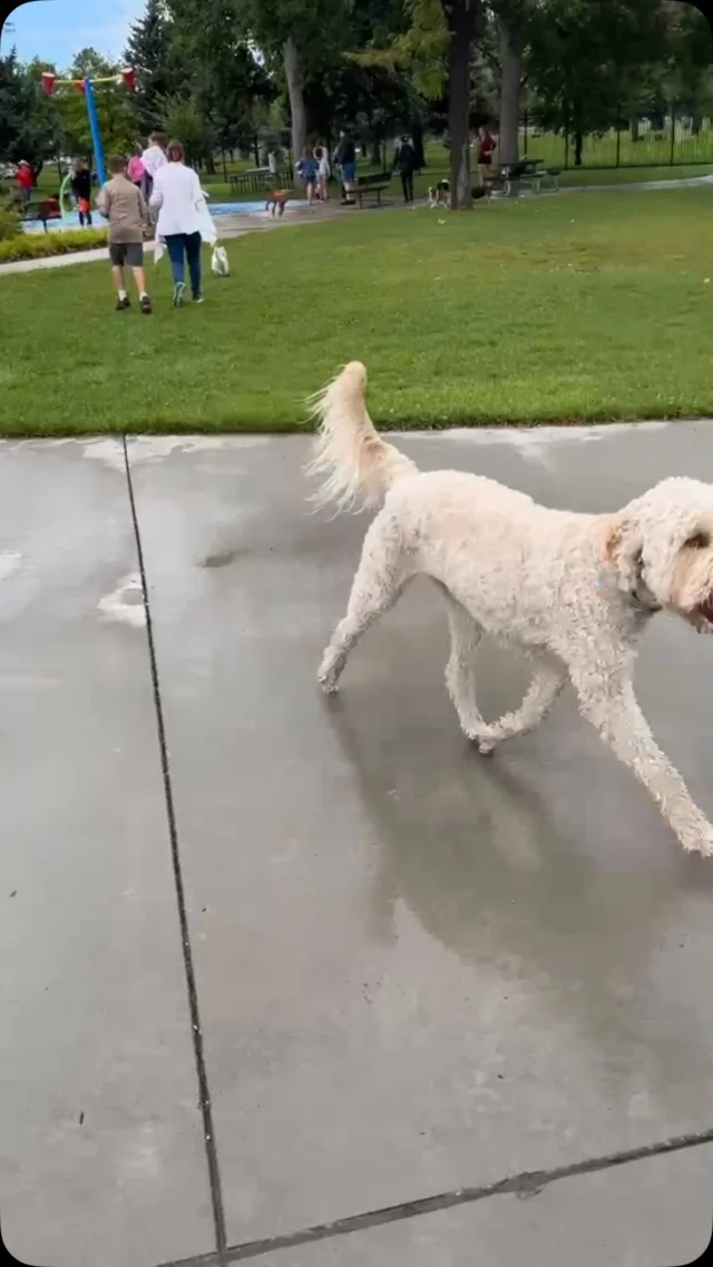 Dear Billings, thanks for a great pool season! Our 4-legged friends had their day to close out the summer. Dog Days welcomed over 200 dogs to Rose Pool - and if you’re gonna get wet anyway, it was perfect weather for a dog swim! We’ll see you next summer at the pools!