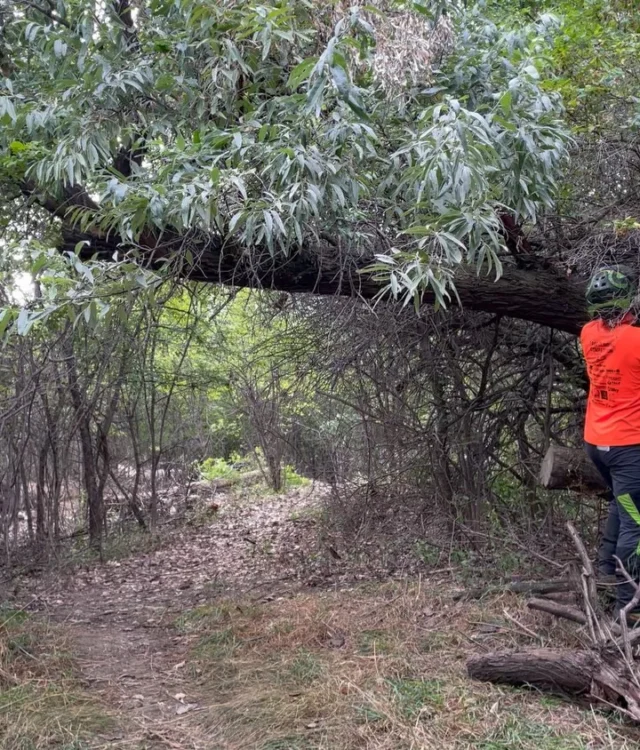 The Russian Olive and buckthorn shook with fear as the Arborists from the Forestry & Natural Resources Division filled Riverfront Park with the sounds of chainsaws and heavy equipment! Check out the before and afters! #invasivespecies #billingsprpl