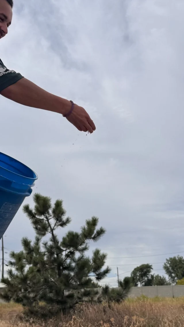 Did you know we collect seed from our region specific plants and spread them back out in our beautiful natural area park land?!?!? #Billingsprpl #nature #throwseef