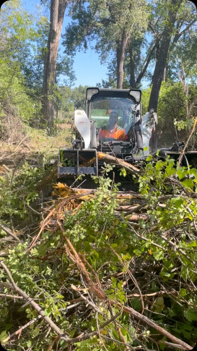 The Forestry and Natural Resources crew is removing MOOOOOOOOOOOORE Buckthorn and Russian Olive this week in Riverfront Park!! #byebyebye